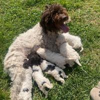 Cuccioli di Lagotto Romagnolo