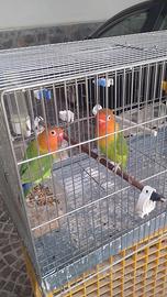 Coppia inseparabili fischer