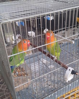 Coppia inseparabili fischer