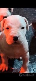 Ottimi cuccioli di dogo argentino