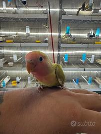 Inseparabili