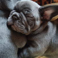 Cuccioli, bouldog Francese Blu