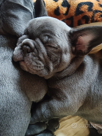 Cuccioli, bouldog Francese Blu