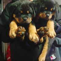 Cuccioli maschi rottweiler