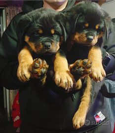 Cuccioli maschi rottweiler