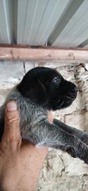 Cuccioli di Draththaar