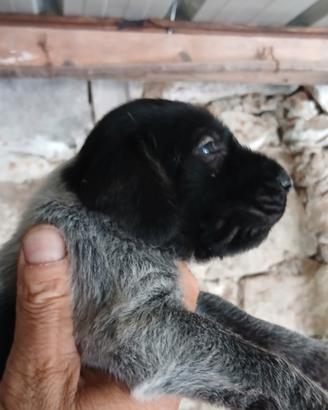 Cuccioli di Draththaar