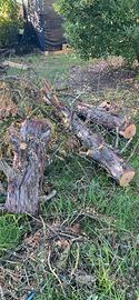 Legno di ginepro