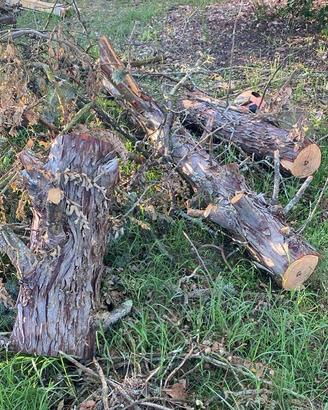 Legno di ginepro