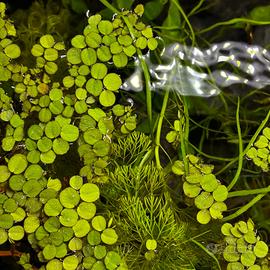Salvinia - Pianta Galleggiante per Acquario Dolce