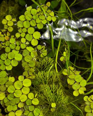Salvinia - Pianta Galleggiante per Acquario Dolce