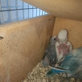 pulli di iseparabili  da allevare a mano