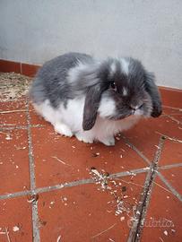 Conigli ariete nani femmina