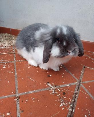 Conigli ariete nani femmina