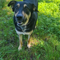 Cucciolona in adozione