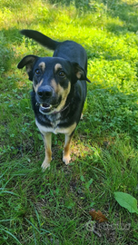 Cucciolona in adozione