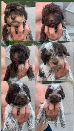 Cuccioli di lagotto romagnolo
