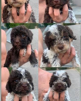 Cuccioli di lagotto romagnolo