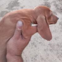 Cuccioli di segugio