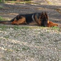 Cucciolo di pastore tedesco