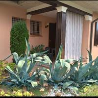 4 piante AGAVE