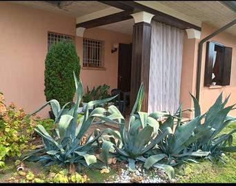 4 piante AGAVE