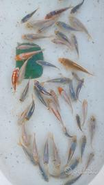 Piccoli di carpe koi