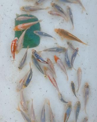 Piccoli di carpe koi