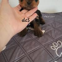 Yorkshire terrier con pedigree E.N.C.I