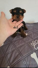 Yorkshire terrier con pedigree E.N.C.I