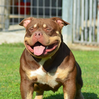 American bully per accoppiamento