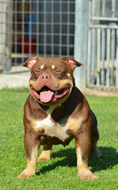 American bully per accoppiamento