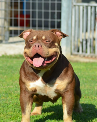 American bully per accoppiamento