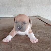 American Staffordshire Terrier