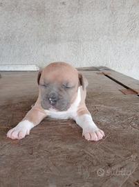 American Staffordshire Terrier