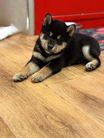 Shiba inu
