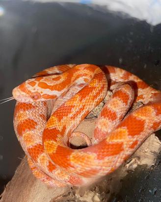 Serpente del grano