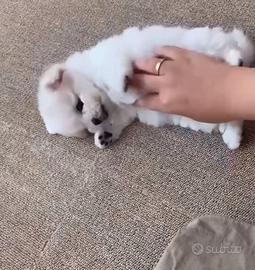 Maschietti maltese taglia minuscola