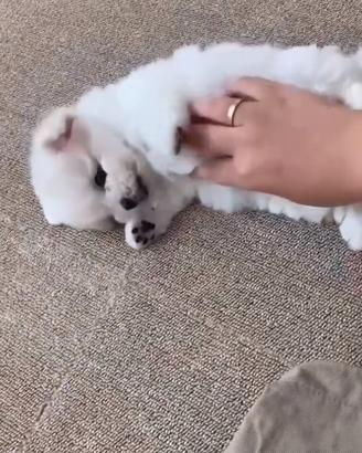 Maschietti maltese taglia minuscola