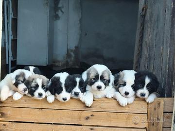 cuccioli pastore maremmano/pastore Asia Centrale 