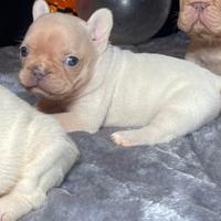 Cuccioli di bulldog francese lilac tan platinum