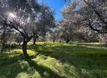 Uliveto con 51 alberi secolari