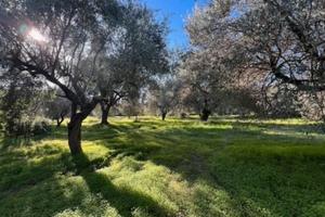 Uliveto con 51 alberi secolari