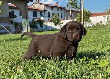 Labrador cucccioli