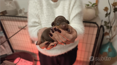 Bassotto Tedesco nani / kaninchen