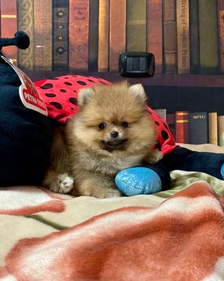 Cuccioli di Pomerania spitz nano