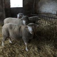 Vendita montoni il de France con pedigree