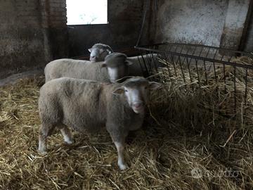 Vendita montoni il de France con pedigree