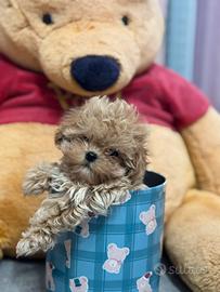 Maltipoo