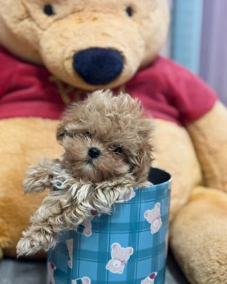 Maltipoo